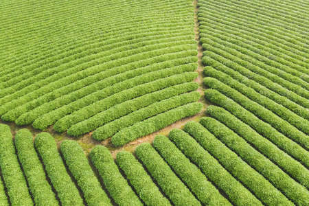 beautiful tea plantation green background textureの写真素材