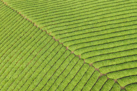 aerial view of the tea plantation green backgroundの写真素材