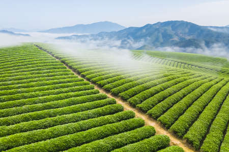 beautiful tea plantation landscape on highland in cloud and mistの写真素材