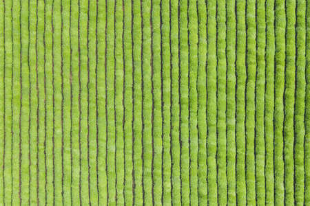 tea plantation green background textureの写真素材