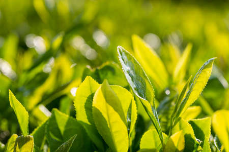 tea tree leaf close-up in spring morning, fresh bright nature backgroundの写真素材