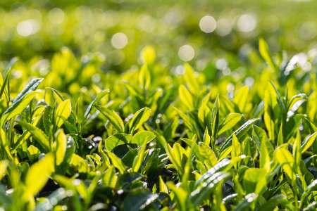 tea tree leaves close-up in spring morning with beautiful bokeh backgroundの写真素材