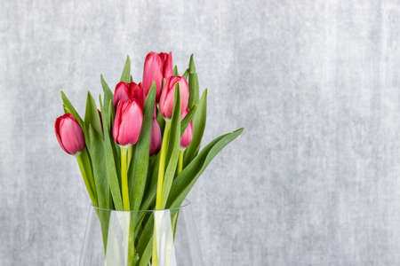 red tulips flower with gray wall backgroundの写真素材