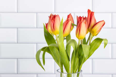 tulips flower with white tile wall backgroundの写真素材