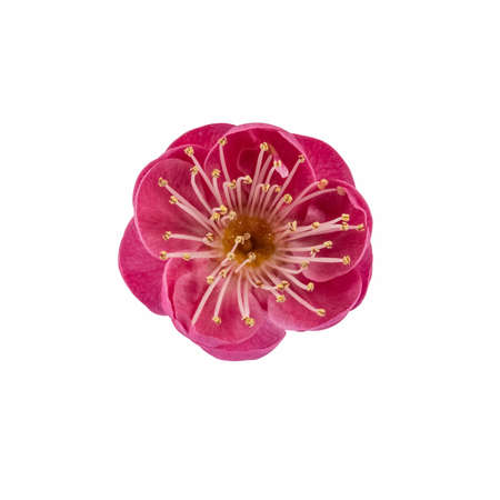 red plum flower isolated on white backgroundの写真素材