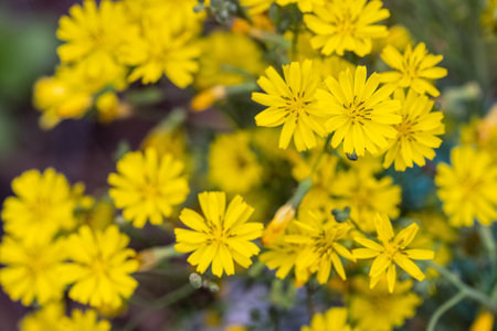 spring flower background of Ixeridium dentatum ( the toothed ixeridium )の写真素材