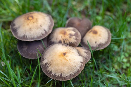 closeup of the wild mushrooms in the park lawnの写真素材