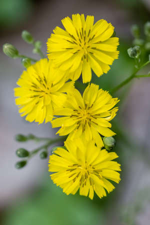 Ixeridium dentatum closeup in spring, ( the toothed ixeridium )の写真素材