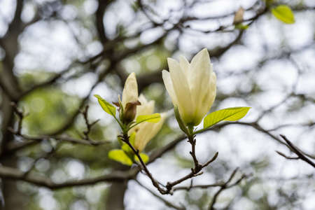 beige magnolia flower blossoms in springの写真素材