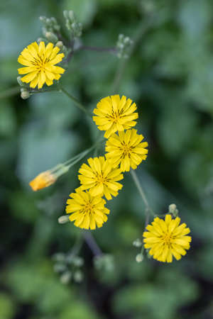 beautiful small yellow flowers on green grass, springtime wild flower background, Ixeridium dentatum ( the toothed ixeridium )の写真素材