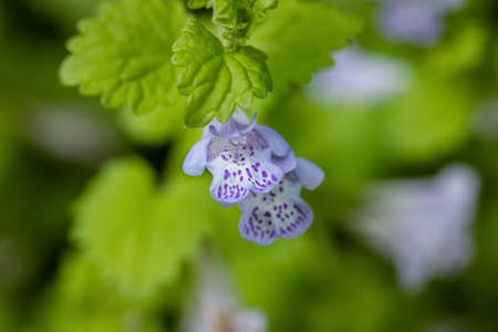 closeup of the ground ivy flowers in spring, (Glechoma longituba)の写真素材
