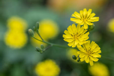 closeup of the small yellow flowers in spring, Ixeridium dentatum ( the toothed ixeridium )の写真素材