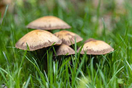 wild mushrooms closeup on the park lawn in springの写真素材