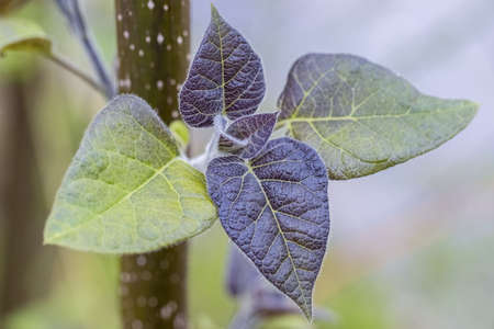 close-up of the new leaves of paulownia in springの写真素材