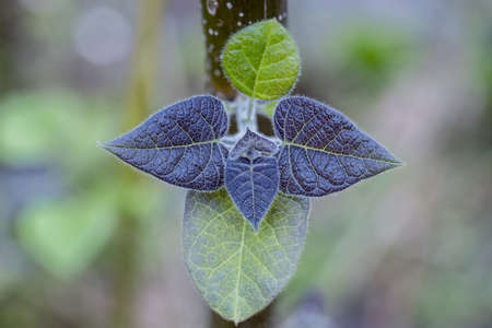 closeup of the new leaves of paulownia tree in springの写真素材