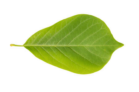 green leaf of magnolia isolated on whiteの写真素材