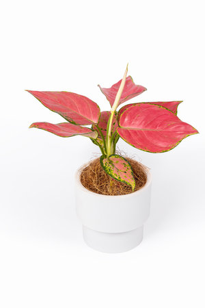 small potted plant isolated on white background, red leaves mixed with turquoise texture, auspicious red leaf plant of evergreen genus in Araceaeの写真素材