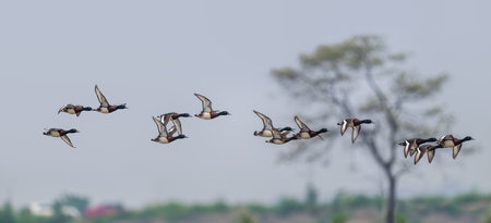 Baer's Pochard in flying, Aythya baeriの写真素材