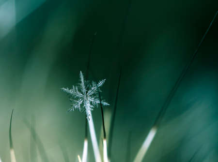 natural snowflakes on furの写真素材