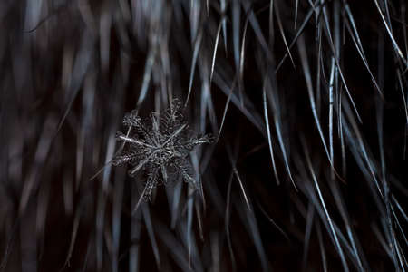 natural snowflakes on furの写真素材