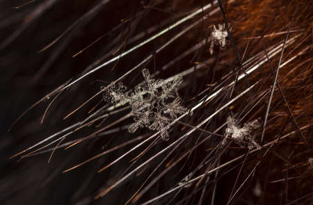 natural snowflakes on furの写真素材