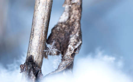 natural snowflakes, photo real snowflakes during a snowfallの写真素材