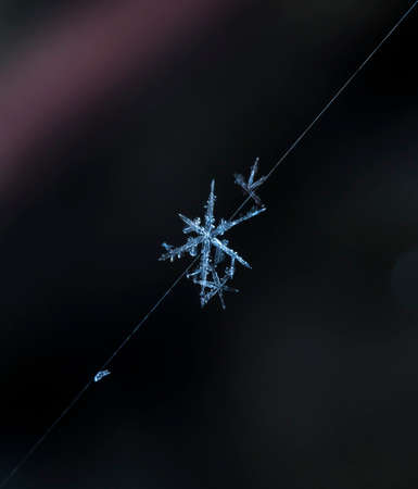 natural snowflakes on web