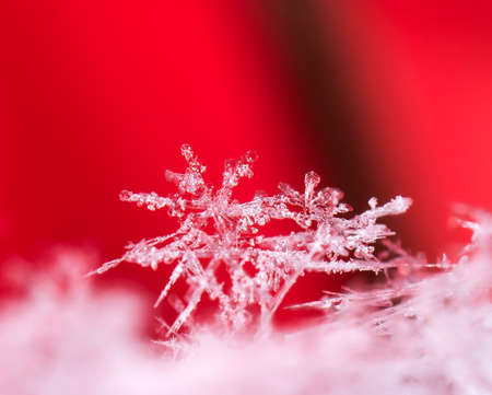 natural snowflakes on snow