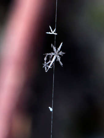 natural snowflakesの写真素材