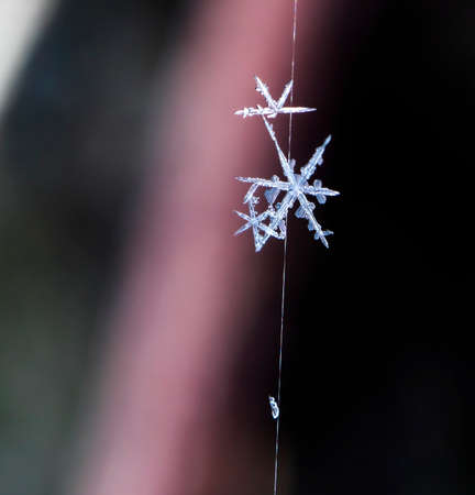 natural snowflakesの写真素材