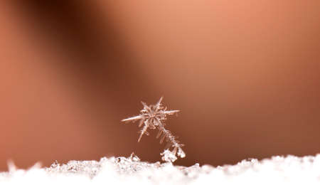 natural snowflakes on snow