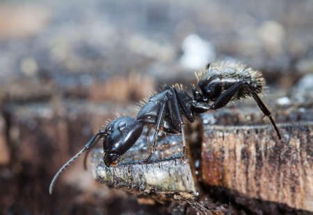 big forest ants