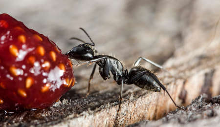 big forest antsの写真素材