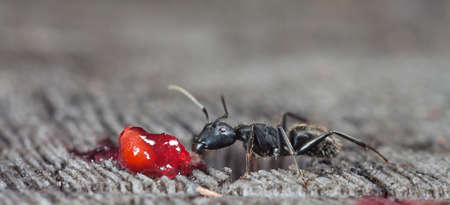 big forest antsの写真素材