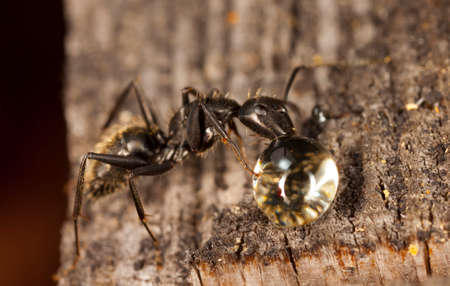 big forest ants