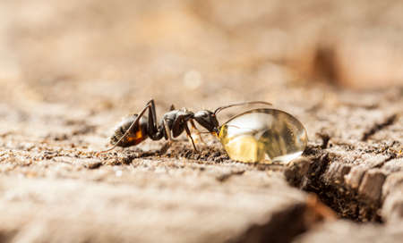 big forest antsの写真素材