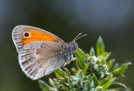 butterfly, a picture of it is made in the field, in a native habitat