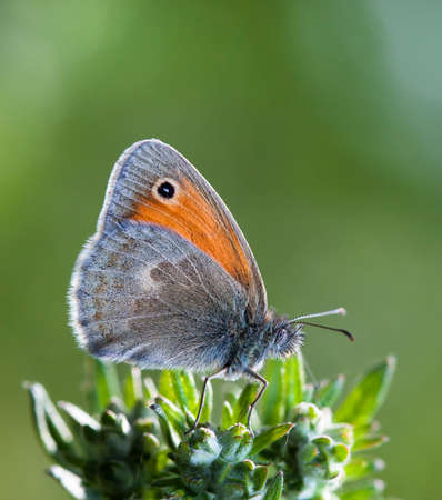 butterfly, a picture of it is made in the field, in a native habitatの写真素材