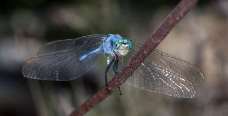 big dragonfly in a native habitatの写真素材