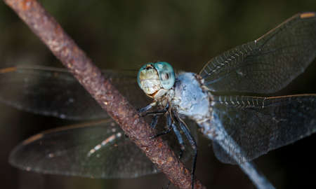 big dragonfly in a native habitatの写真素材