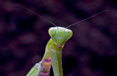mantis