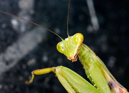Mantis on dark background