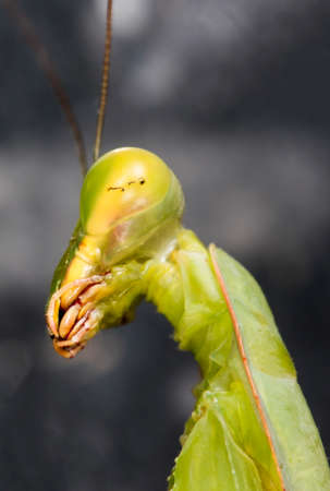 mantis