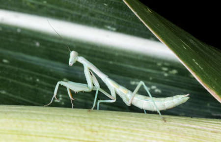 Mantis on dark backgroundの写真素材