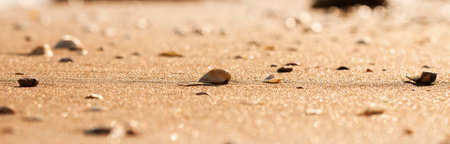 cockleshells on sand of the sea of ??Azovの写真素材