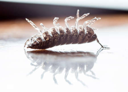 myriapod, wood louse