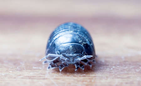 myriapod, wood louse close up