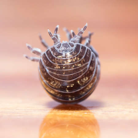 myriapod, wood louse close upの写真素材