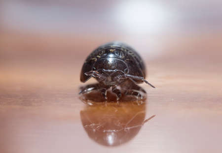 myriapod, wood louse