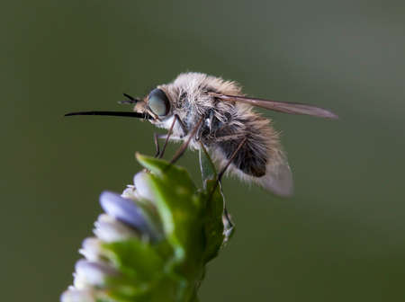 fly buzzed in a native habitat on a meadowの写真素材
